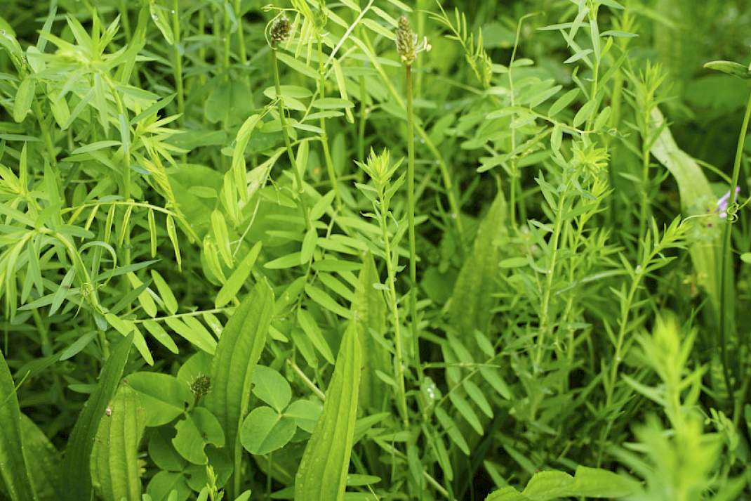 DSV TerraLife Zeapro