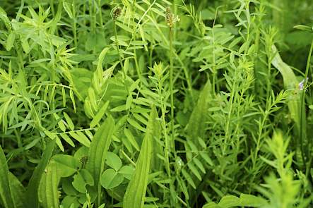 DSV TerraLife Zeapro