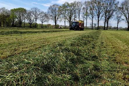 Gras in het zwad met op de achtergrond de opraapwagen