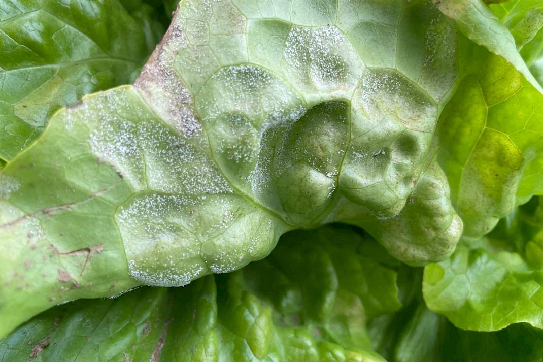 Sla (Lactuca sativa) &ndash; valse meeldauw door Bremia lactucae (Peronosporaceae).