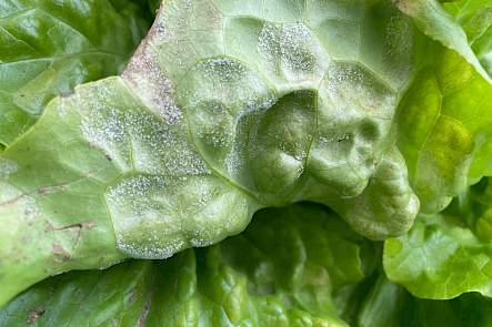 Sla (Lactuca sativa) &ndash; valse meeldauw door Bremia lactucae (Peronosporaceae).