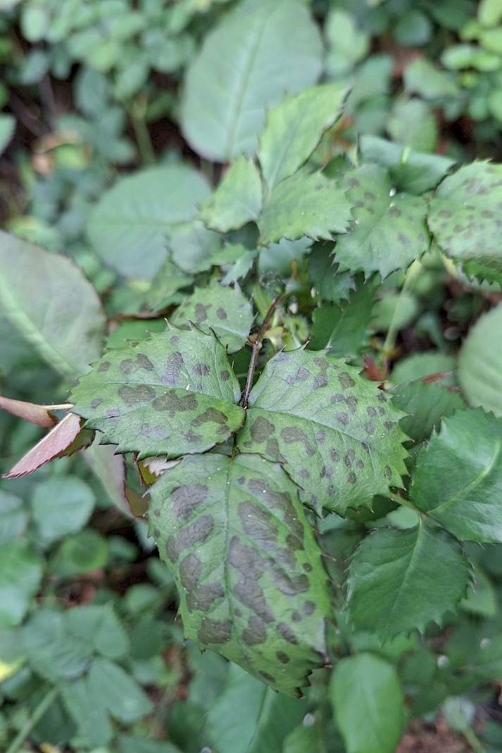 Kasroos (Rosaceae) – valse meeldauw door Peronospora sparsa (Peronosporaceae).