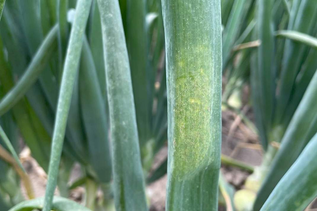 Ui (Allium cepa) &ndash; valse meeldauw door Peronospora destructor (Peronosporaceae).