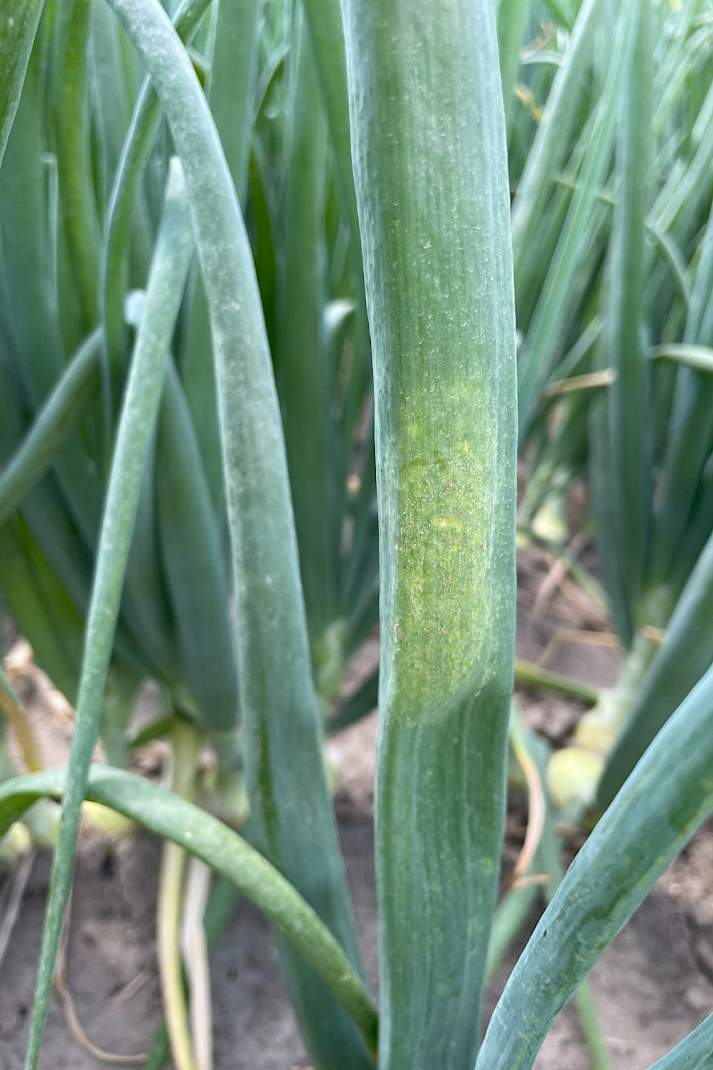 Ui (Allium cepa) – valse meeldauw door Peronospora destructor (Peronosporaceae).