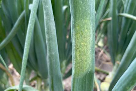 Ui (Allium cepa) &ndash; valse meeldauw door Peronospora destructor (Peronosporaceae).