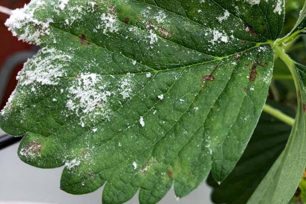 Aardbei (Fragaria &times; ananassa) &ndash; echte meeldauw door Podosphaera aphanis (Erysiphaceae), ook bekend onder de oudere naam Sphaerotheca macularis.