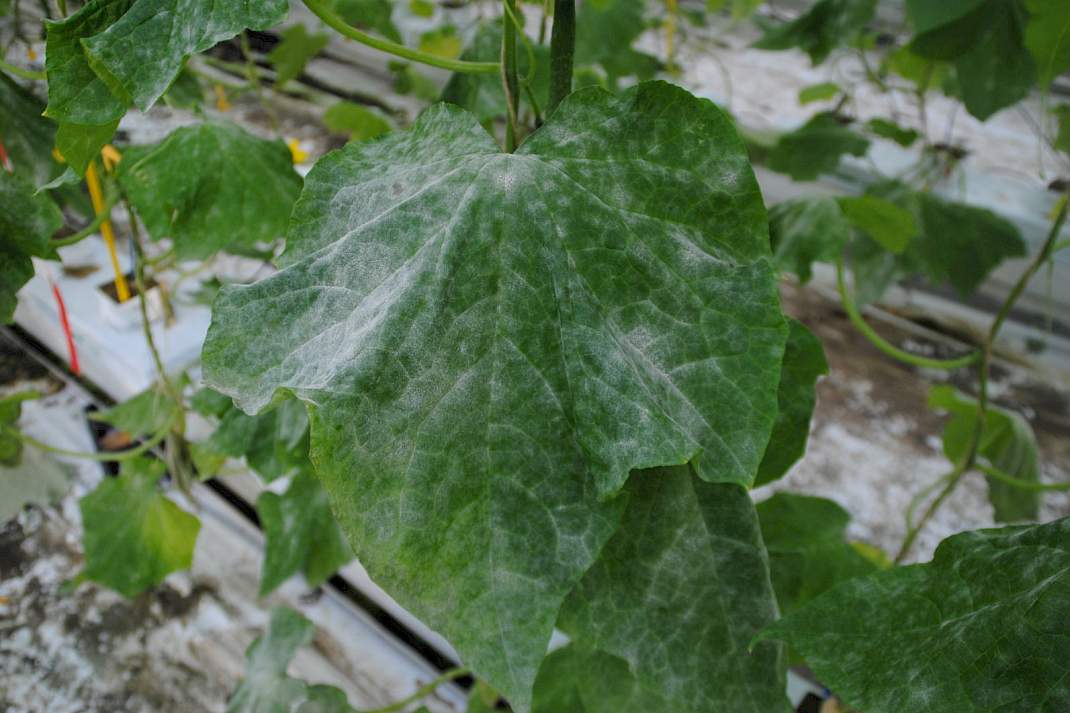 Komkommerachtigen &ndash; echte meeldauw door Podosphaera xanthii (Erysiphaceae).