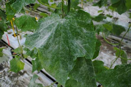 Komkommerachtigen &ndash; echte meeldauw door Podosphaera xanthii (Erysiphaceae).