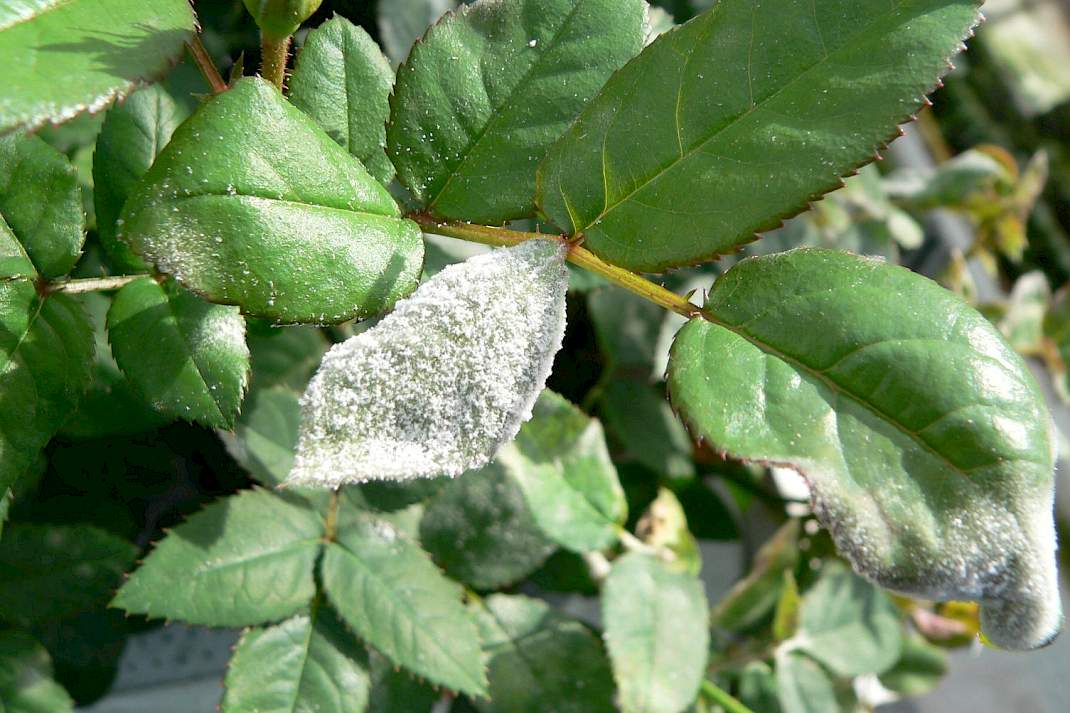 Kasroos (Rosa &times; hybrida) &ndash; echte meeldauw door Podosphaera pannosa (Erysiphaceae).