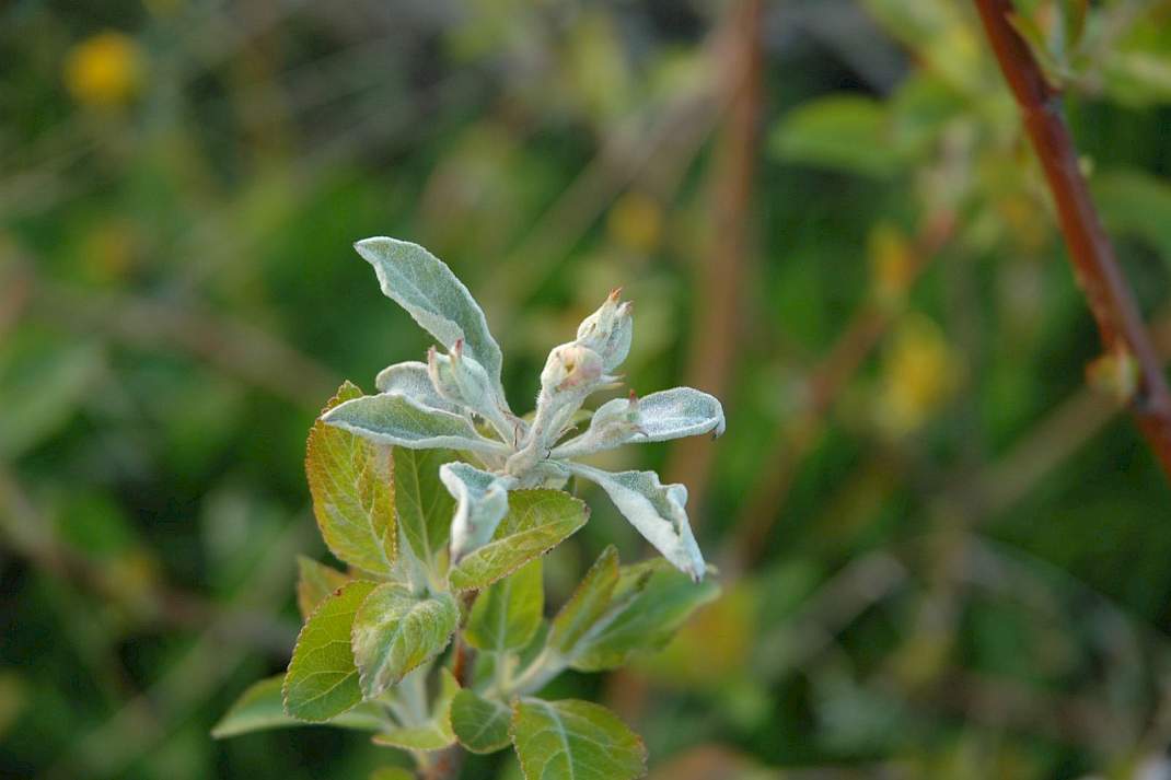 Appel (Malus spp.) &ndash; echte meeldauw door Podosphaera leucotricha (Erysiphaceae).