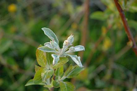 Appel (Malus spp.) &ndash; echte meeldauw door Podosphaera leucotricha (Erysiphaceae).