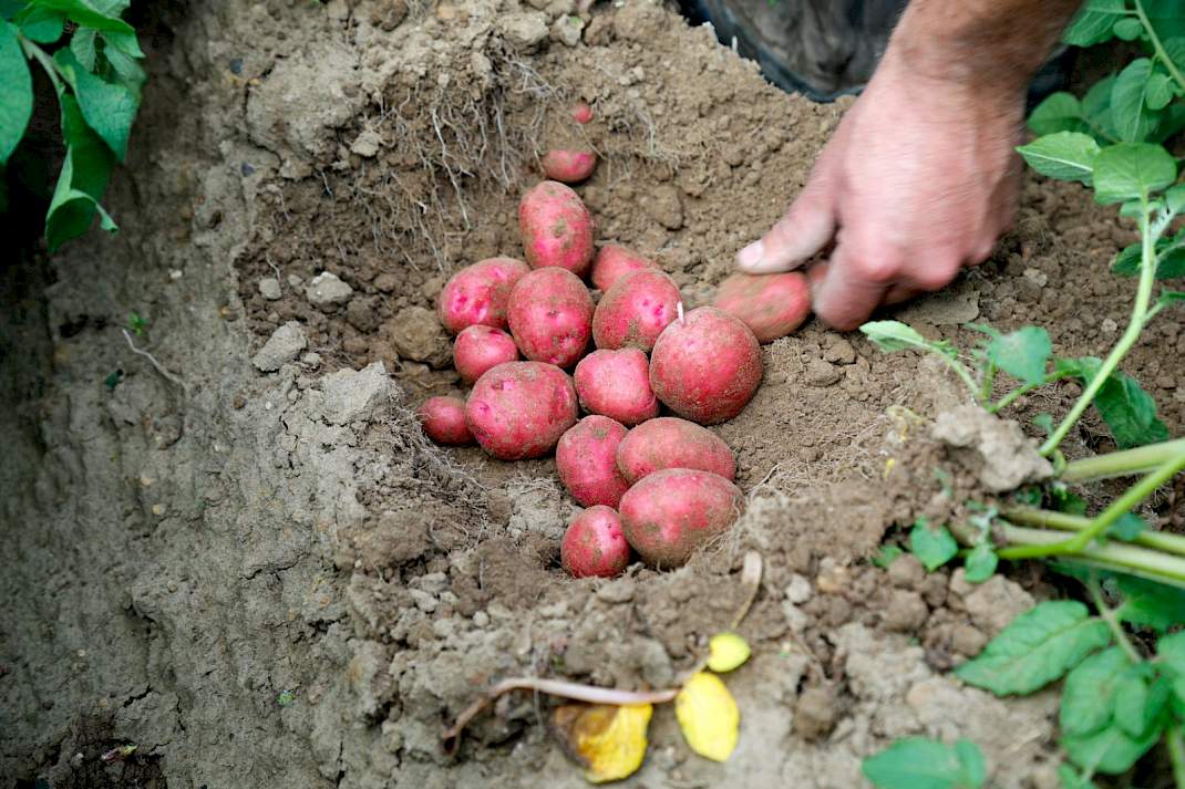 Pootgoed aardappelen in ruggen