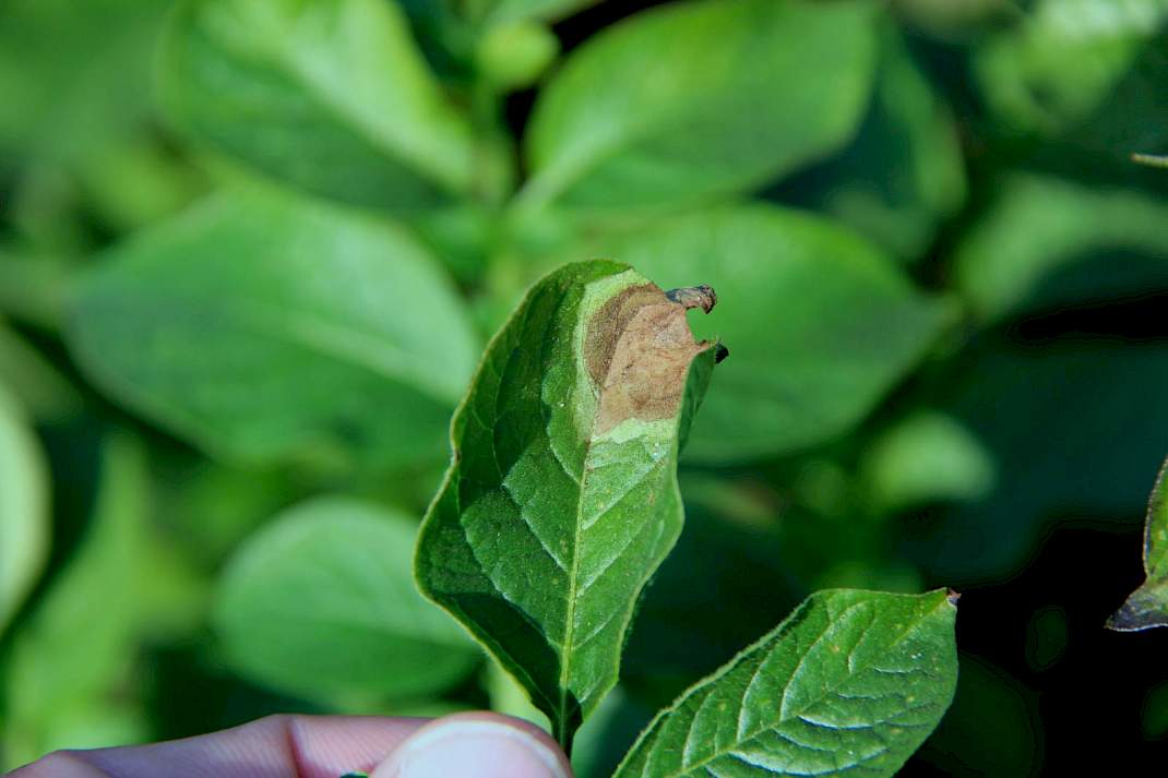 Phytophthora op het blad