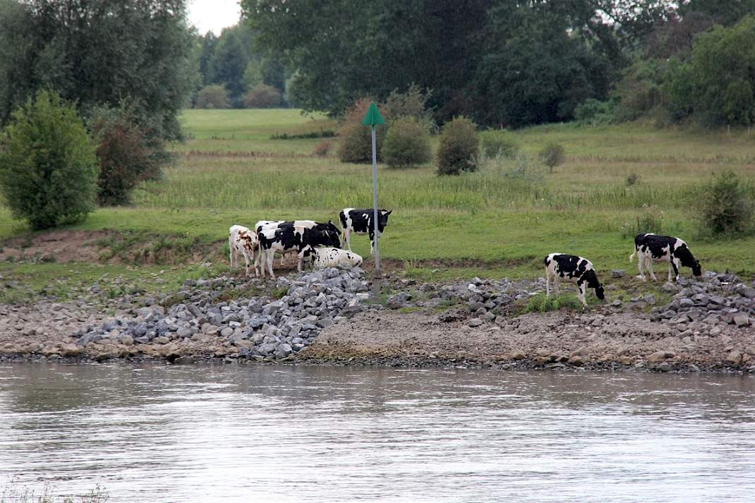 Koeien op uiterwaarden langs een rivier