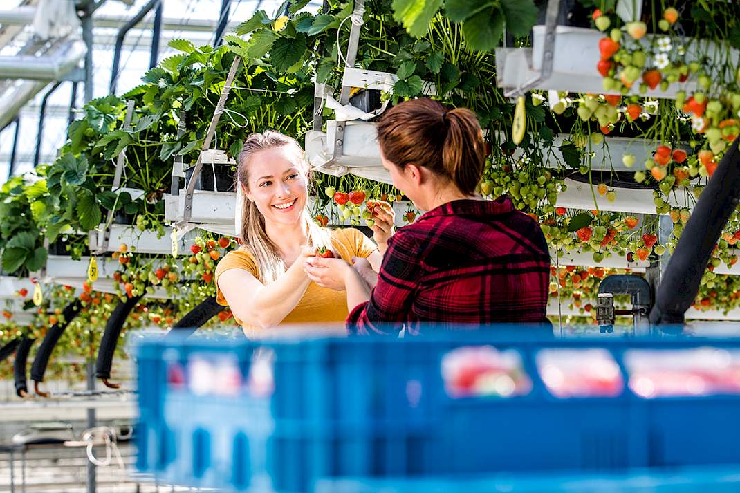 WTTA: wat betekent de nieuwe wet voor agrarische ondernemers die werken met uitzendkrachten