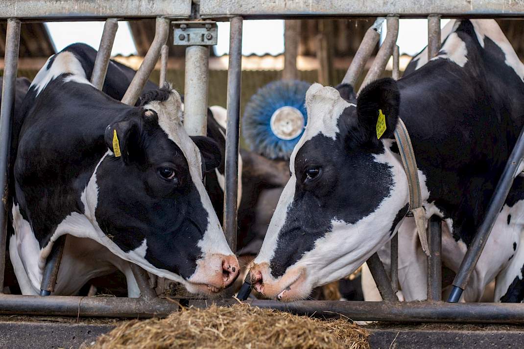 Melkkoeien op melkveebedrijf tijdens economische onzekerheid