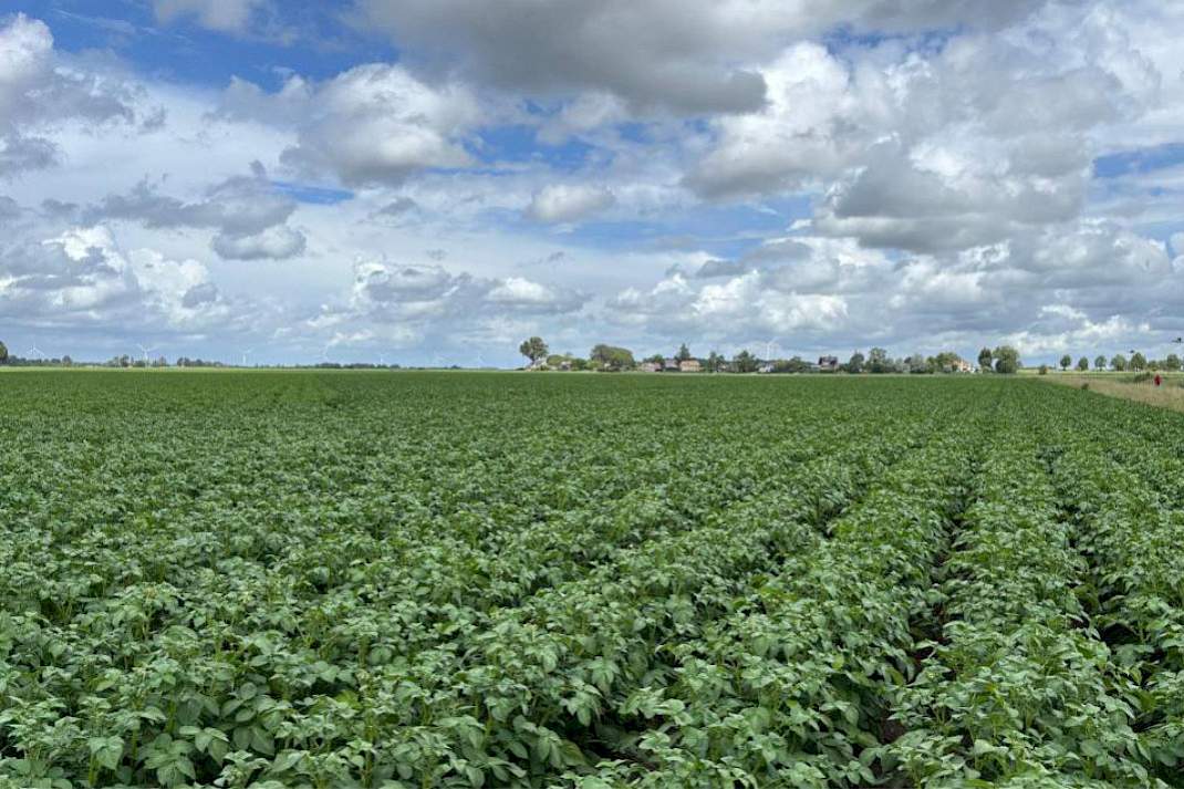 Aardappelveld in juni