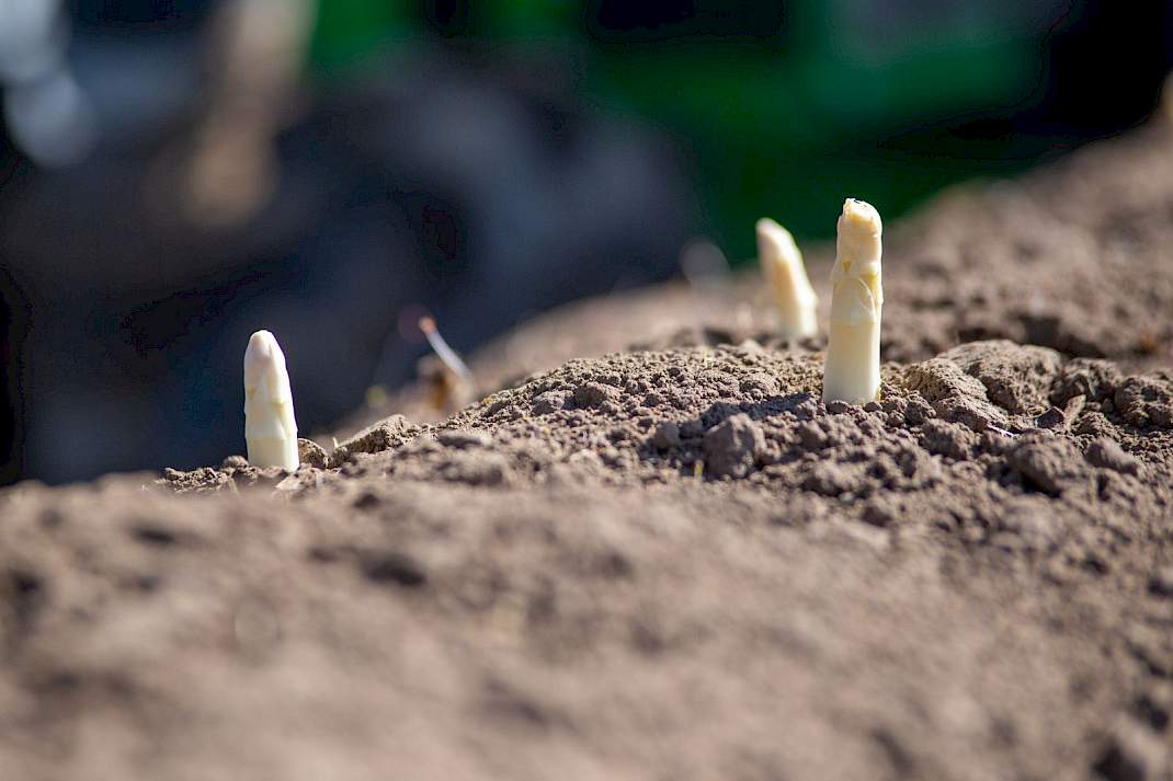 Aspergeteelt.