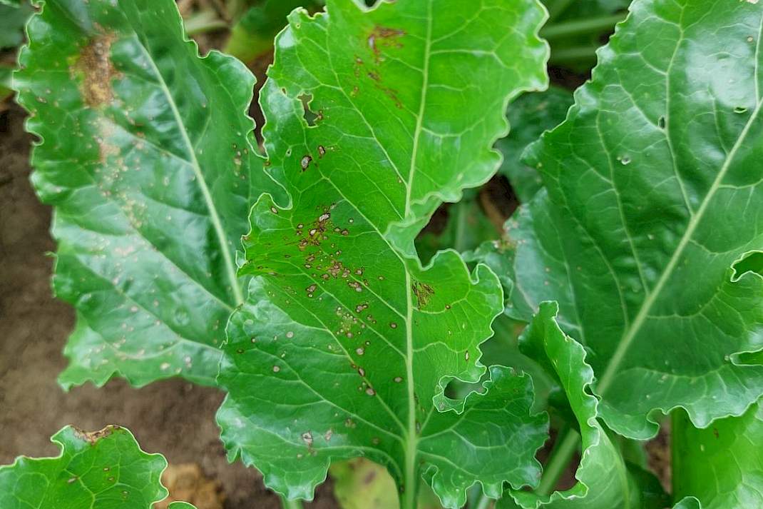 Bieten beschermen tegen Cercospora met unieke zwavel multisite-fungicide