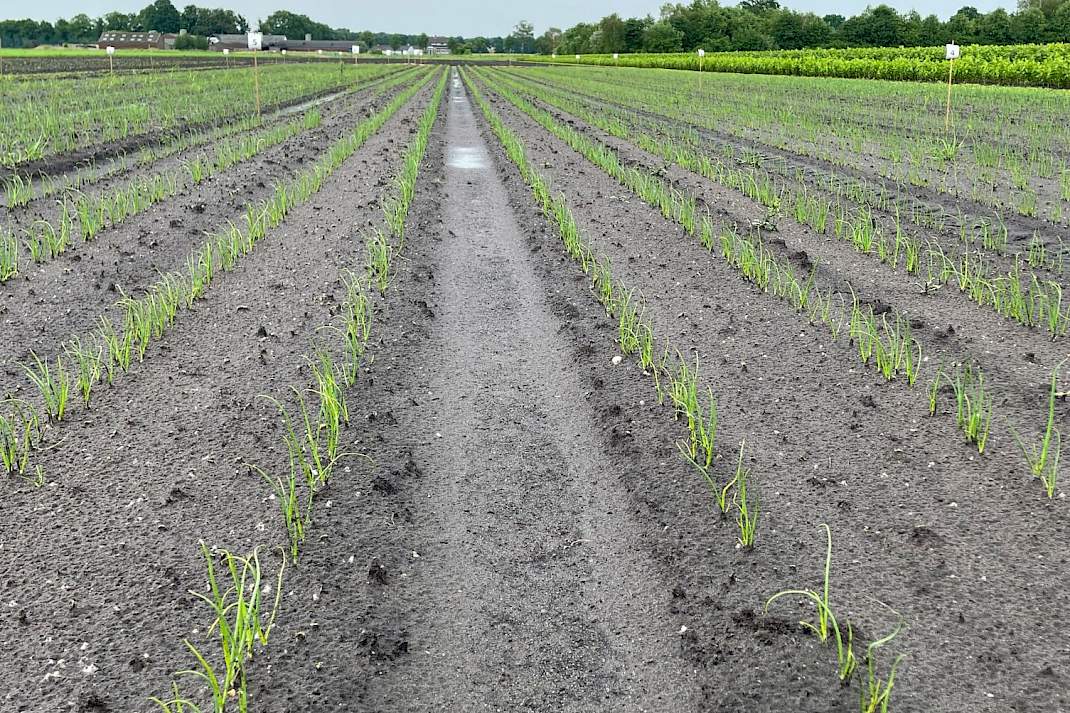 Zaaiuien proef 2026 Cultus Nemater-Stimuter
