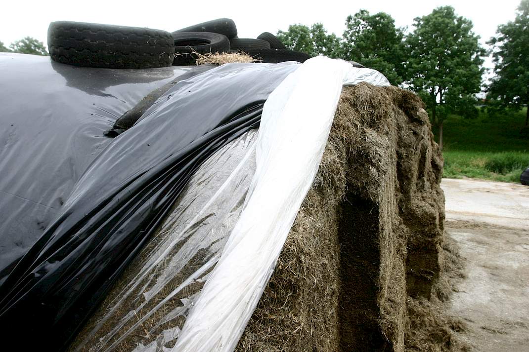 Ruwvoer onder plastic