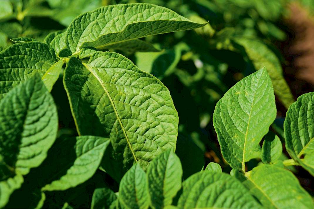bladbemesting aardappelen met Solatrel zorgt voor meer knolzetting en knolgroei