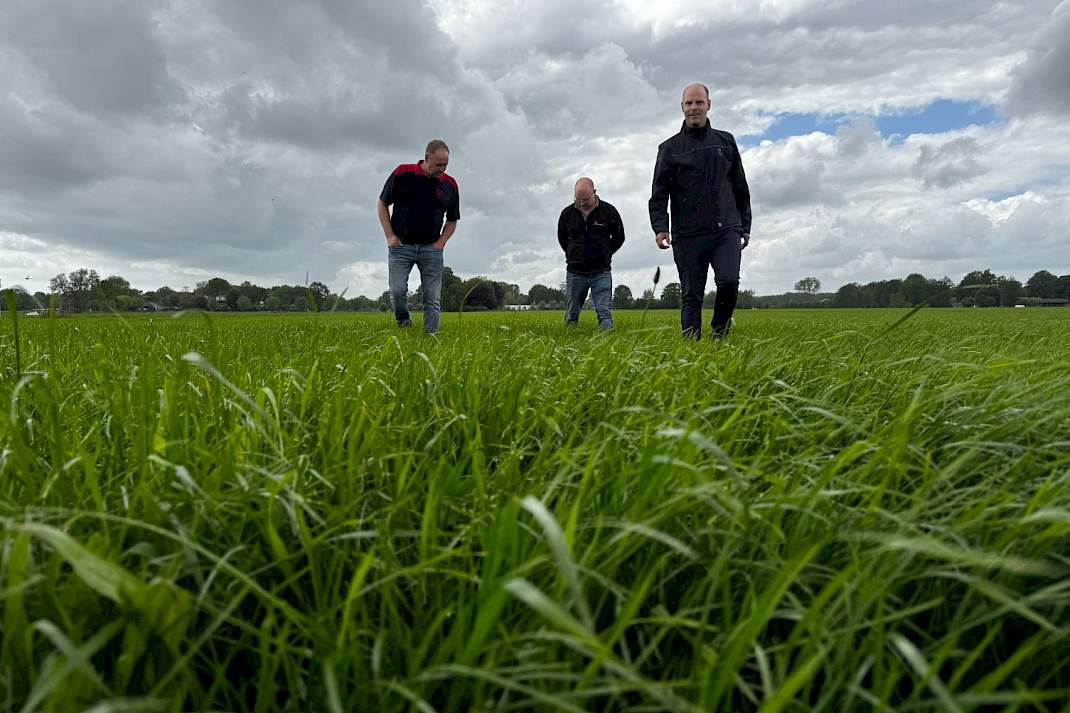 De plant vitaal door het seizoen