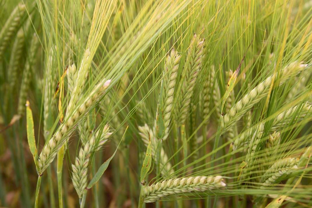 Reacties uit biosector op nieuwe NGT-regel
