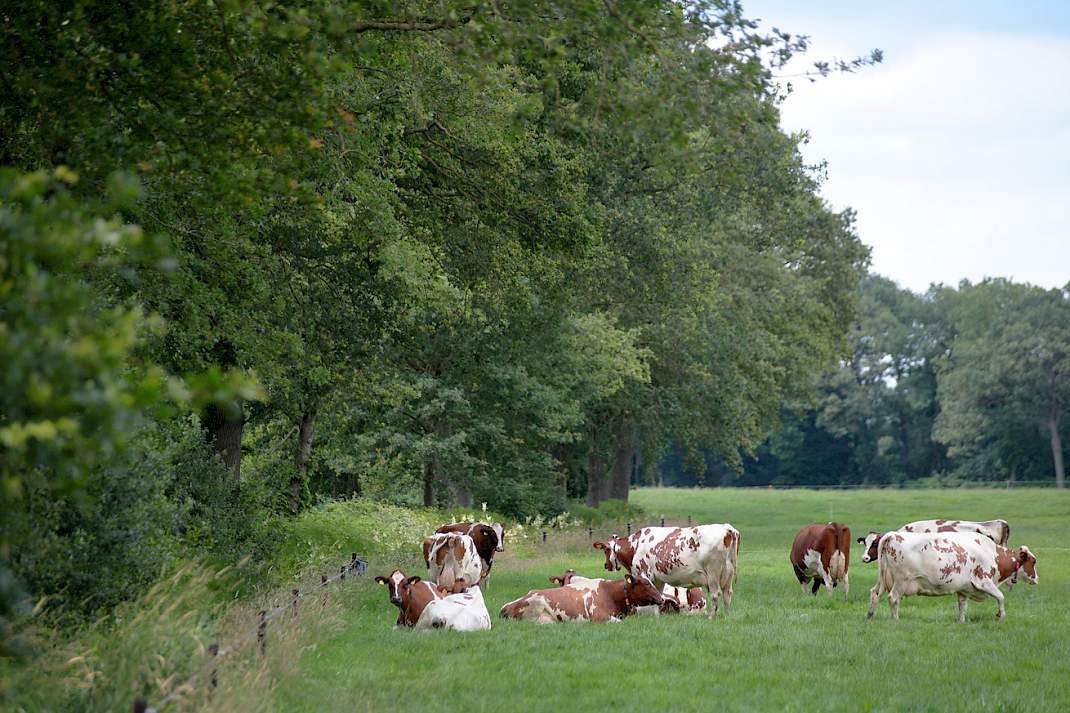 Melkkoeien op melkveebedrijf