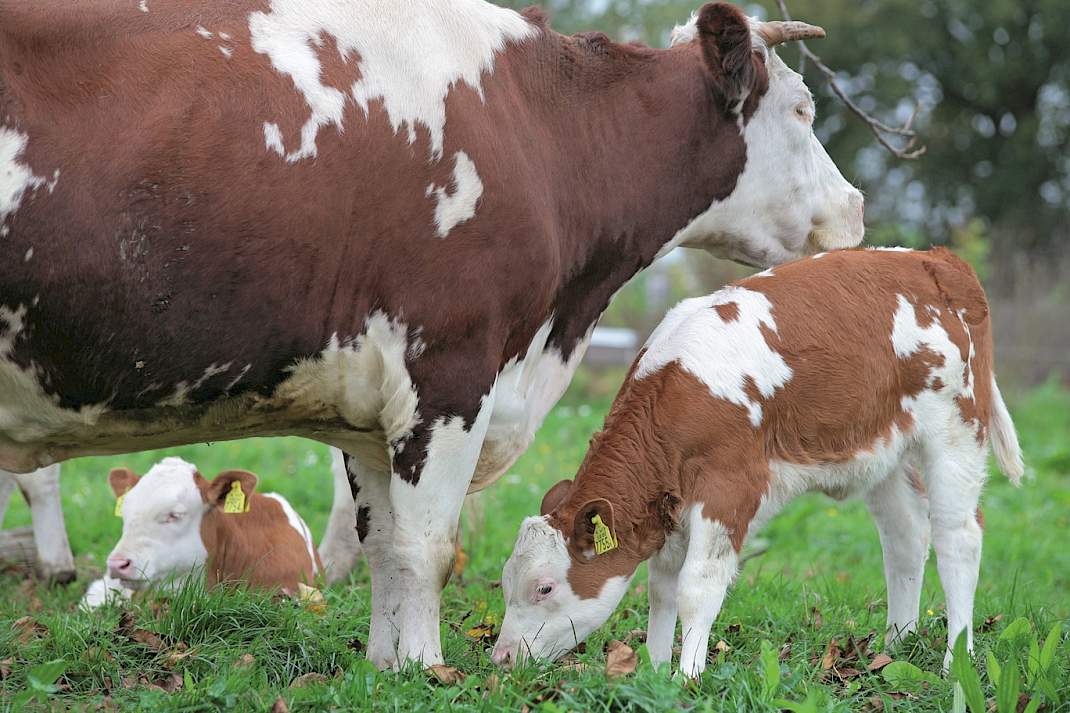 Onderzoekers pleiten voor meer ethiek in veehouderij
