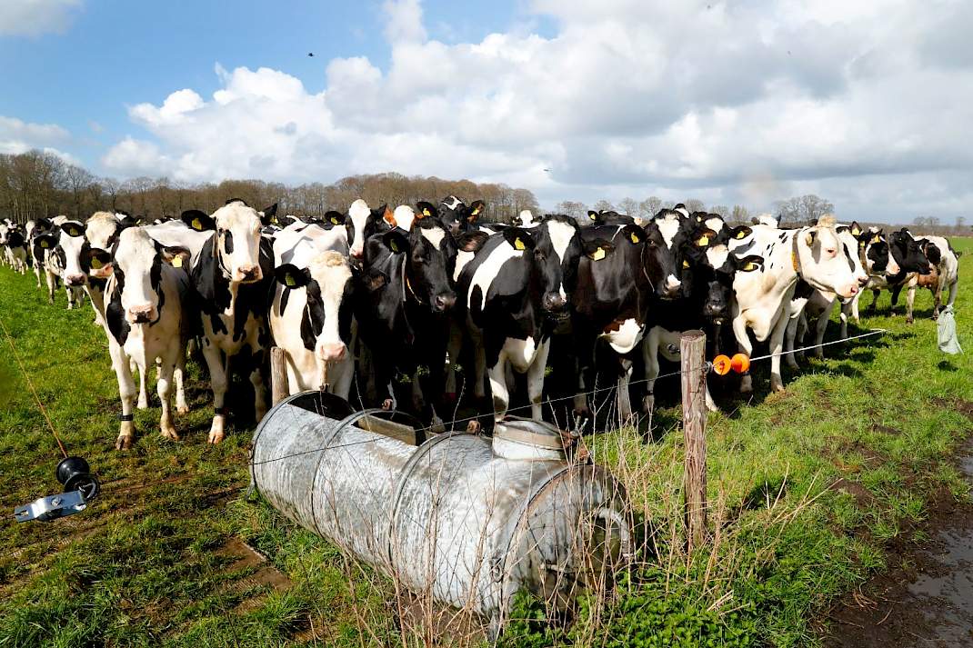 Melkvee in weiland tijdens landbouwproductieanalyse