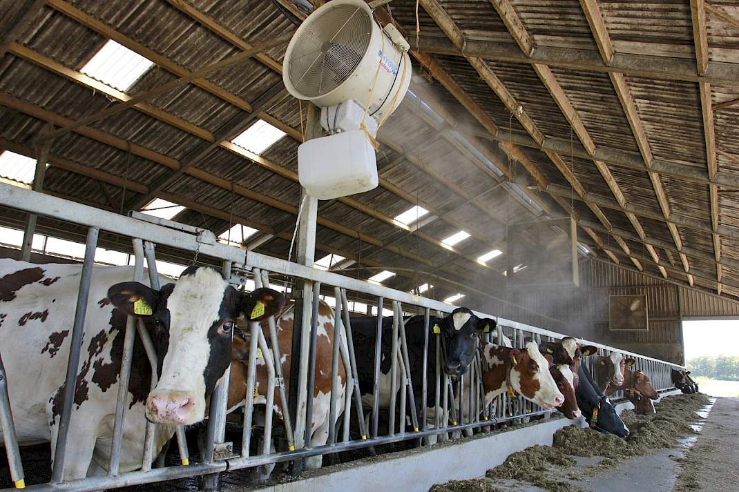 Een vernevelaar met ventilator in een koeienstal