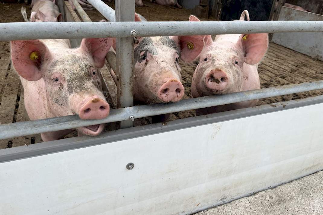 Varkens op transport