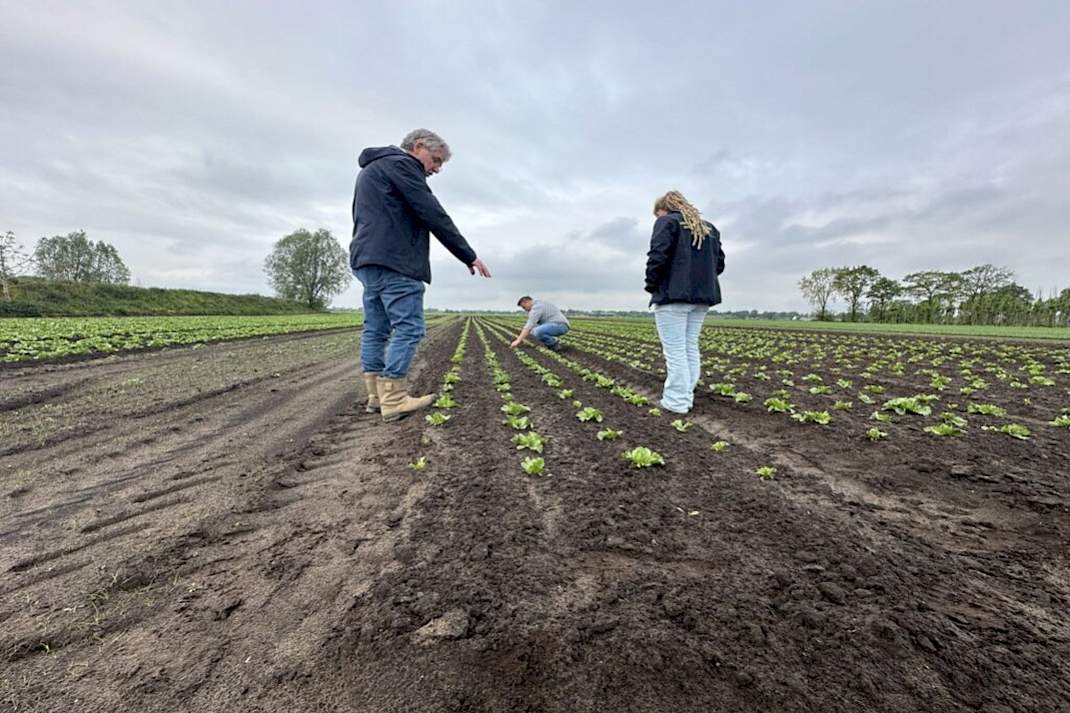 op het veld kijken naar gewasgroei