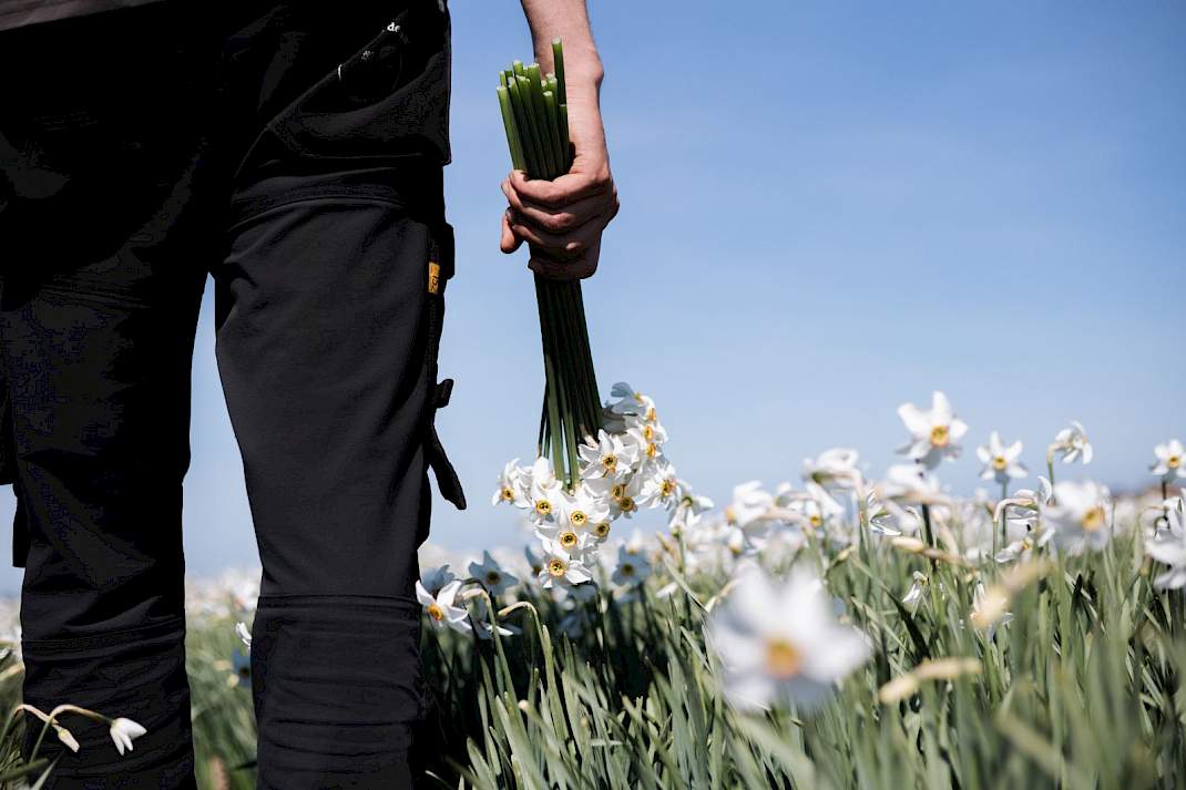 Narcissen