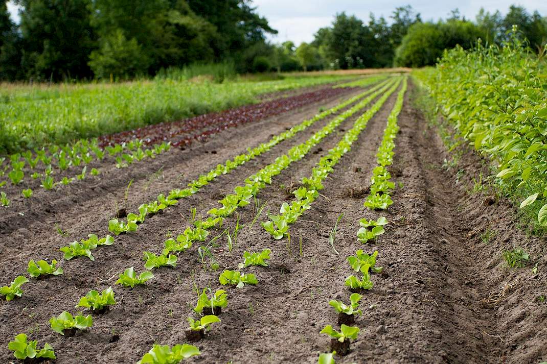 Biodynamische tuinderij De Zonnehorst in Punthorst (OV).