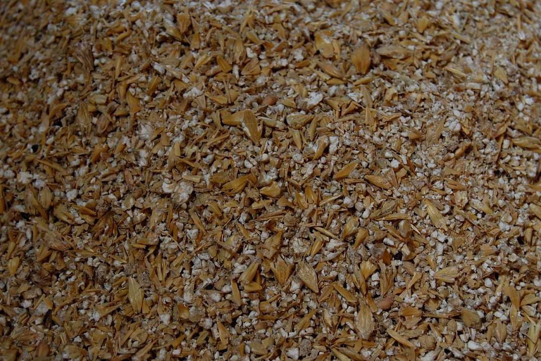 Maxammon grain gerst