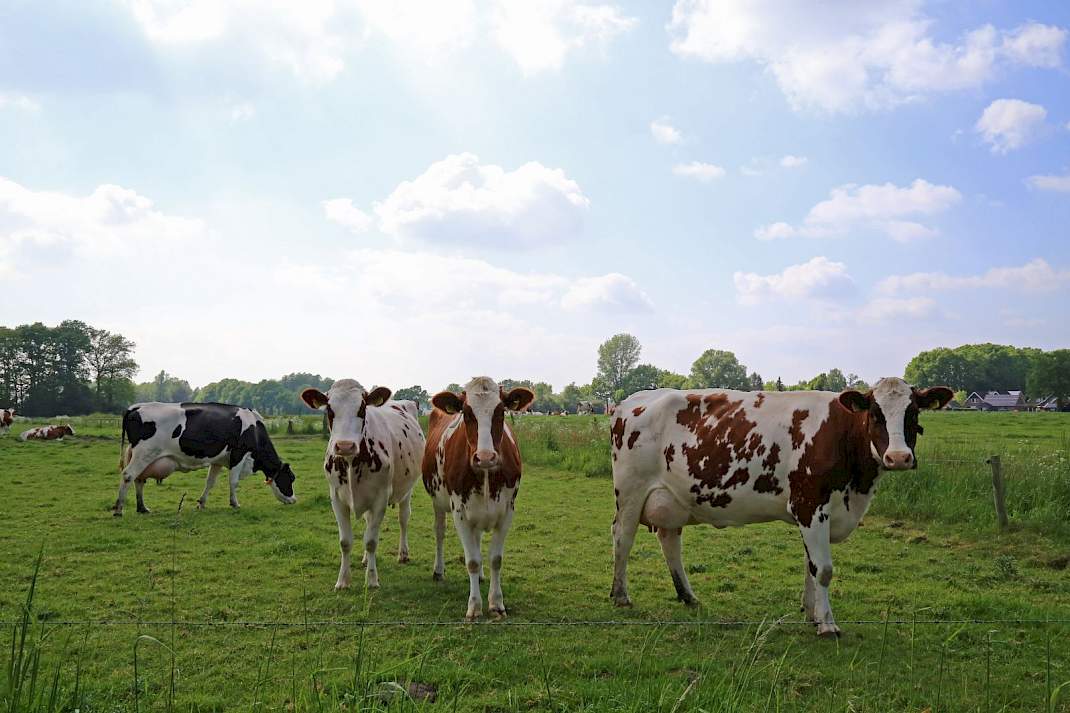 Melkveebedrijf met melkkoeien in de wei