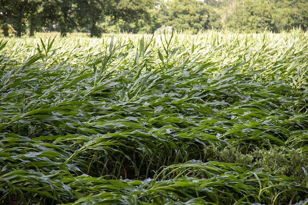 Stormschade in een perceel ma&iuml;s