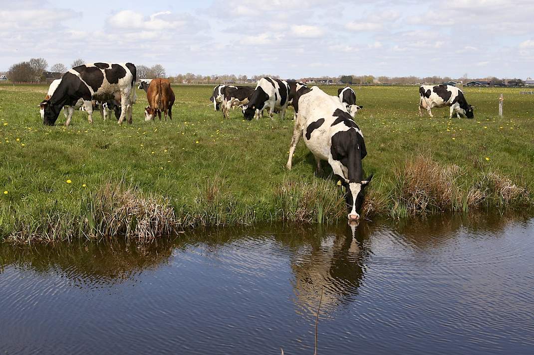 Koe drinkt water uit een sloot