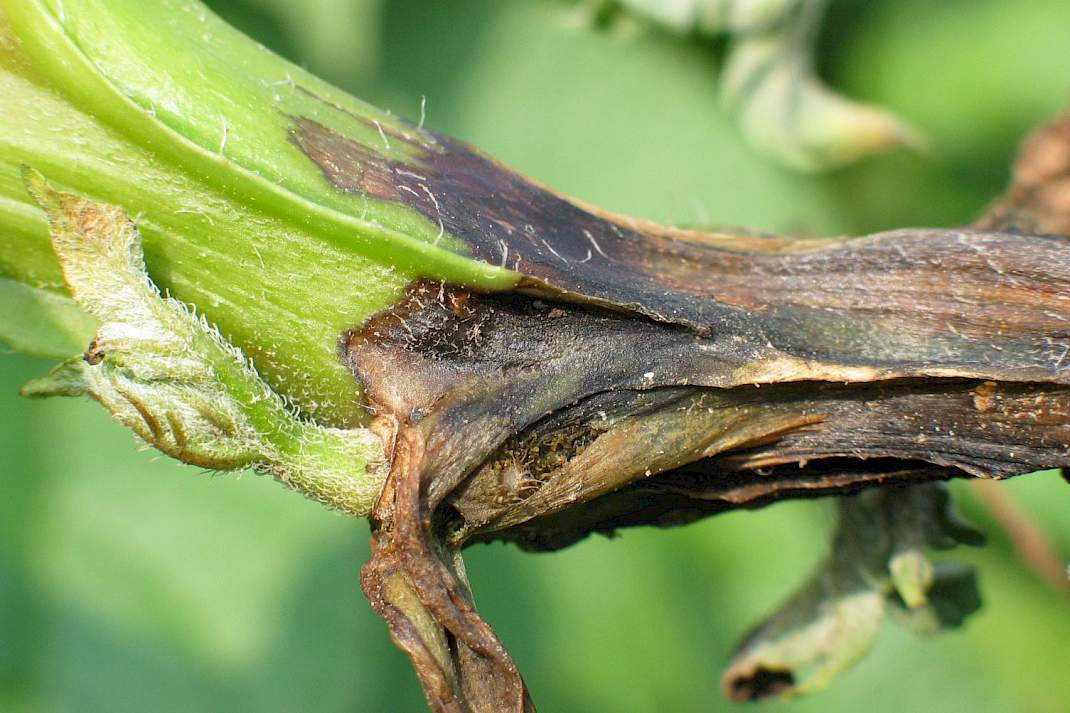 Plant die is aangetast door een bacterie