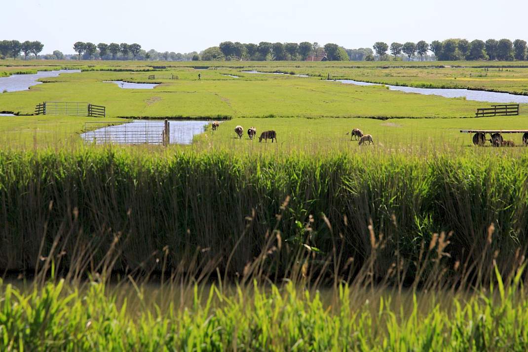 Zuid-Holland zet in op sterkere biologische sector