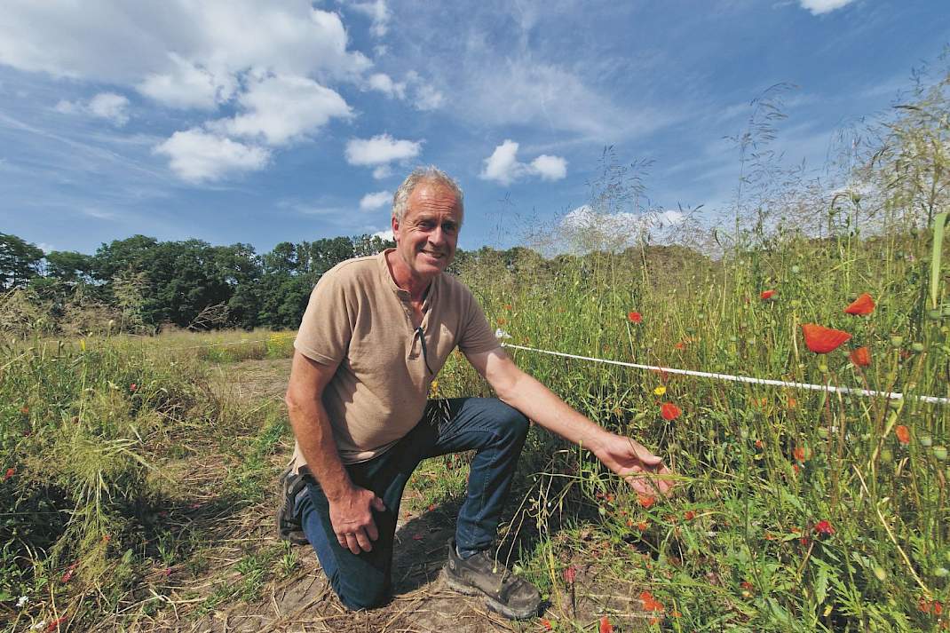 Biologische teler Frank van Wagenberg tussen zijn uitgebloeide klaprozen in Sint-Michielsgestel.