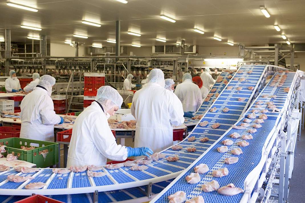 Pluimveeverwerking in Nederlandse slachterij