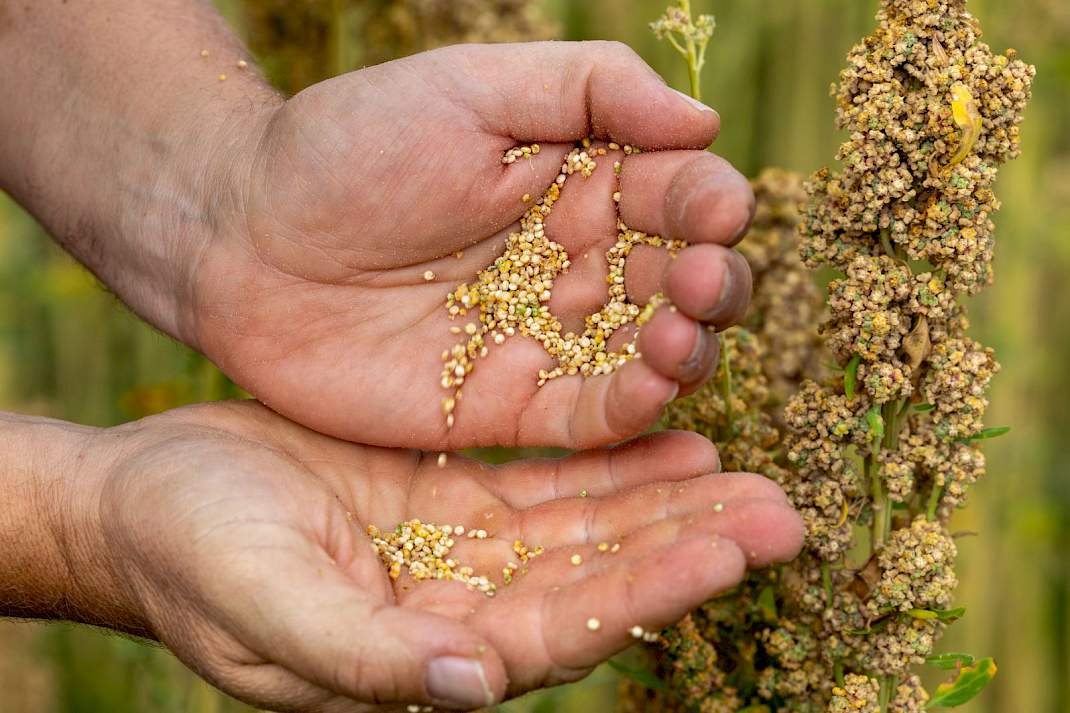Jumbo verkoopt quinoa van Nederlandse bodem
