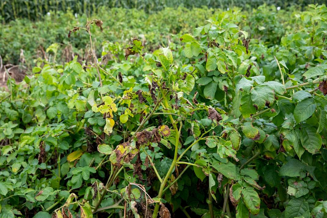 Plant met phytophthora-aantasting