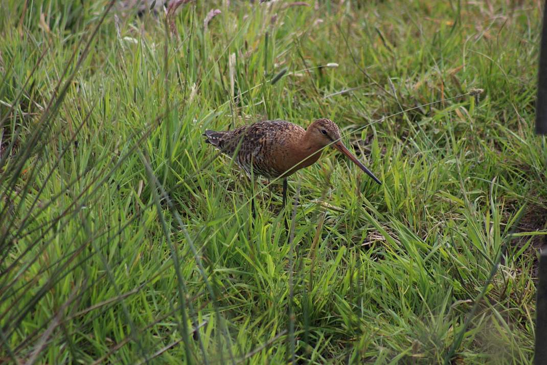 &bdquo;We moeten voorkomen dat de sterke focus op de grutto de benodigde inzet ten behoeve van andere doelsoorten en leefgebieden, waaronder akkervogels, verdringt."