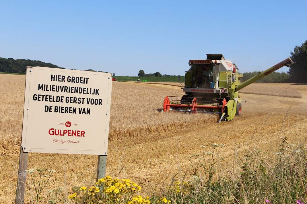 Een veld met brouwgerst, geteeld voor Gulpener