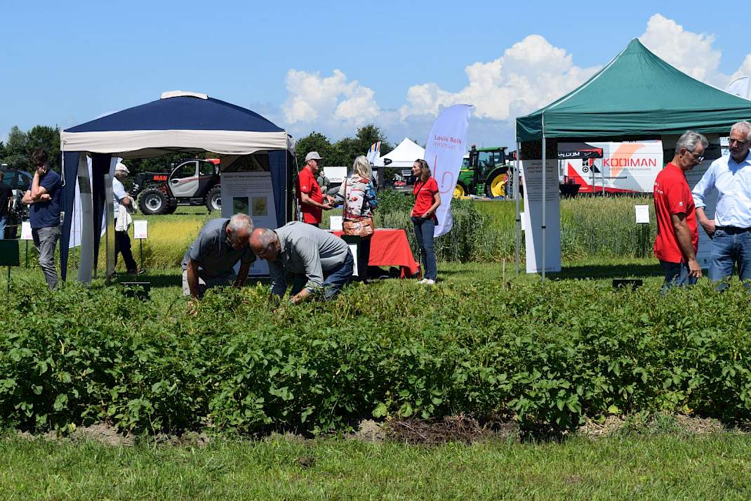 Demoveld robuuste rassen op BioVelddag