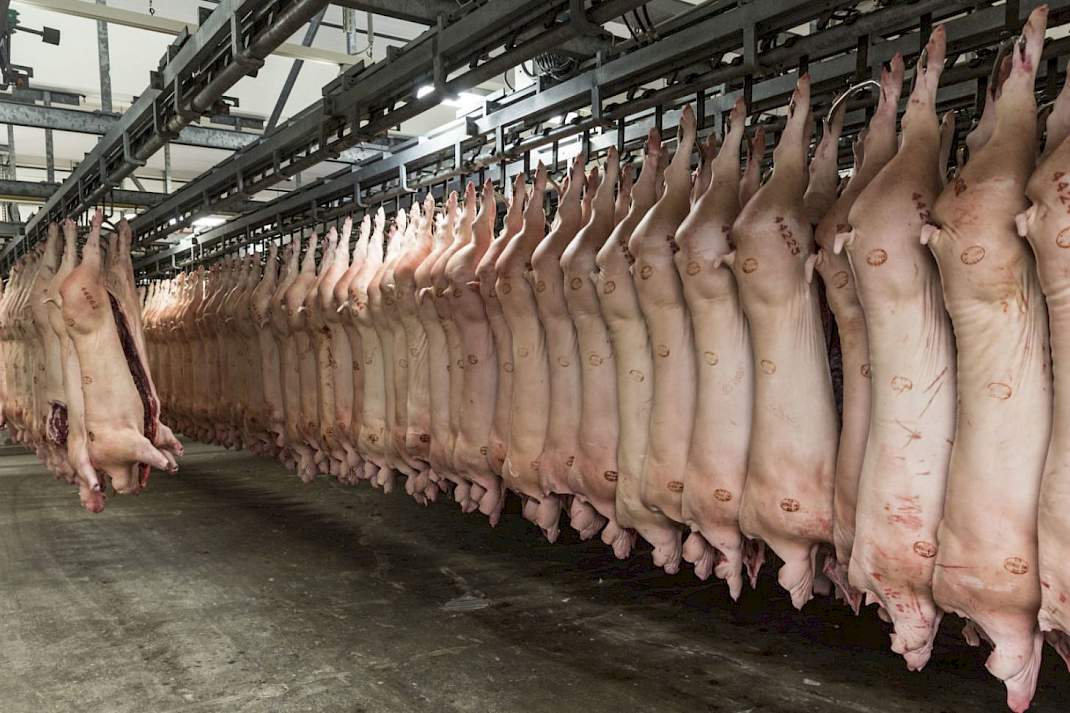 Deze week duikelde de Duitse prijs met 10 cent naar 1,40 euro als een baksteen naar beneden, gevolgd door een Nederlandse prijsverlaging van 8 cent door alle slachterijen